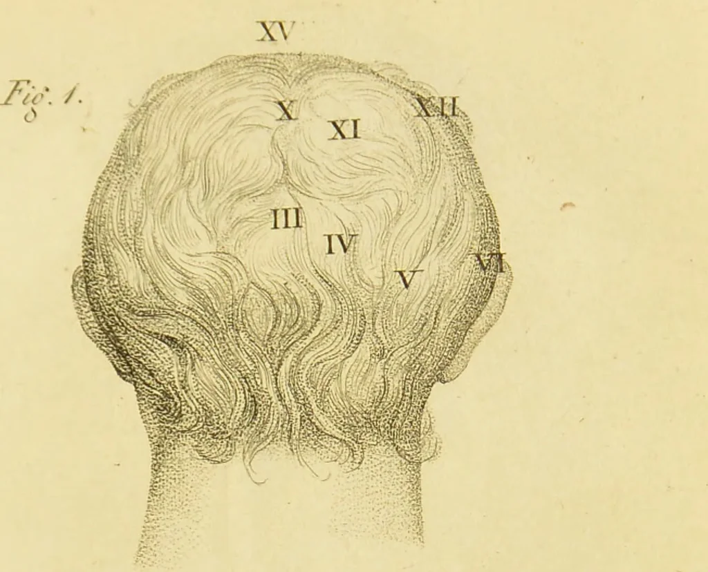 An illustration from Phrenology, or, The doctrine of the mind : and of the relations between its manifestations and the body / by J. Spurzheim., 1825, leaf 329