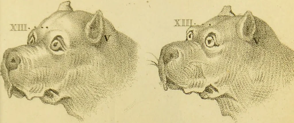 An illustration from Phrenology, or, The doctrine of the mind : and of the relations between its manifestations and the body / by J. Spurzheim., 1825, leaf 333