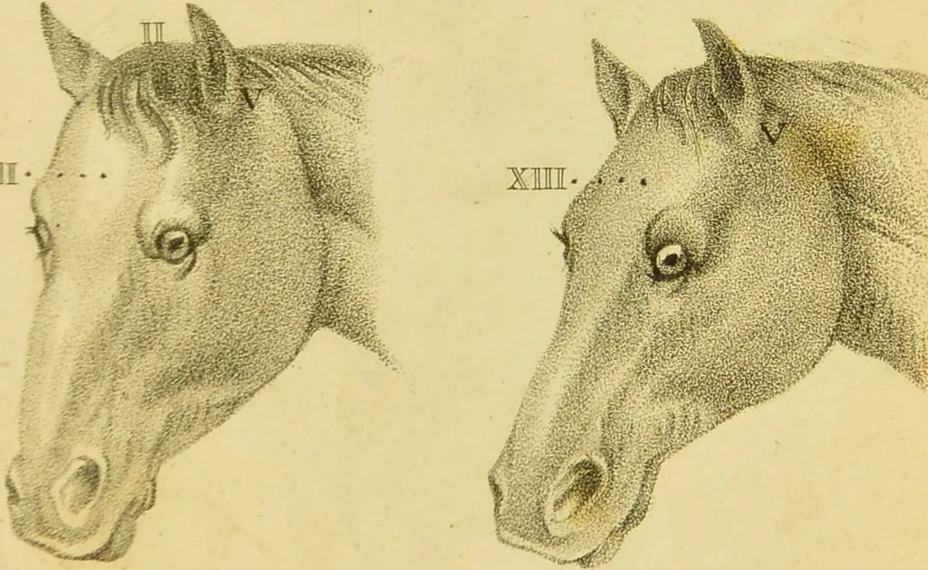 An illustration from Phrenology, or, The doctrine of the mind : and of the relations between its manifestations and the body / by J. Spurzheim., 1825, leaf 333