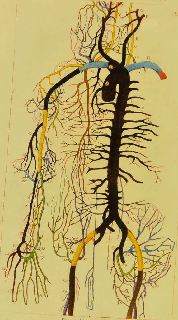 An illustration from A practical treatise on the arterial system : intended to illustrate the importance of studying the anastomoses, in reference to the rationale of the new operation for aneurism ; and the surgical treatment of hoemorrhage / by Thomas Turner., 1825, leaf 28