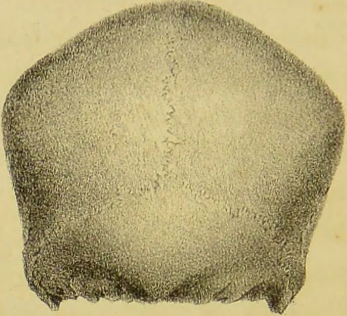 An illustration from Phrenology, in connexion with the study of physiognomy / by J. G. Spurzheim., 1826, leaf 220