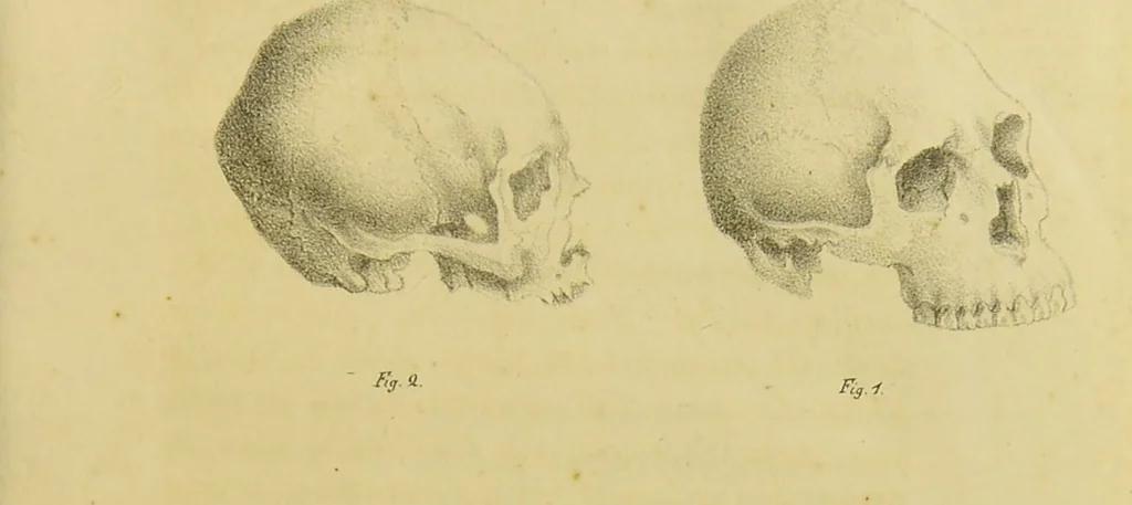An illustration from Phrenology, in connexion with the study of physiognomy / by J. G. Spurzheim., 1826, leaf 83