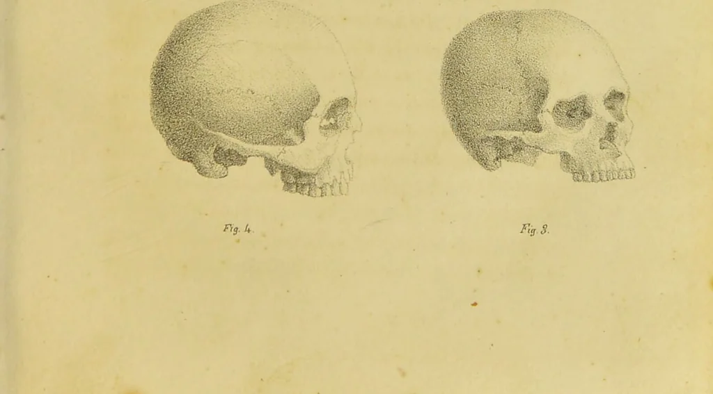 An illustration from Phrenology, in connexion with the study of physiognomy / by J. G. Spurzheim., 1826, leaf 83