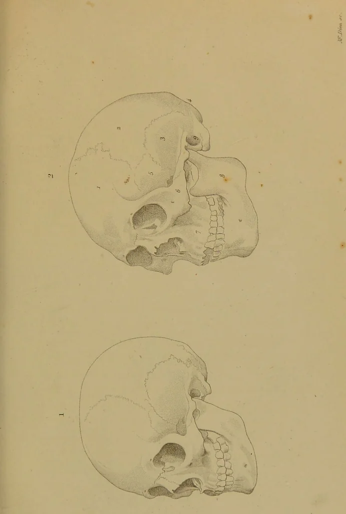 An illustration from Principes et résumé de physiognomie / par le docteur B*** D***., 1859, leaf 117
