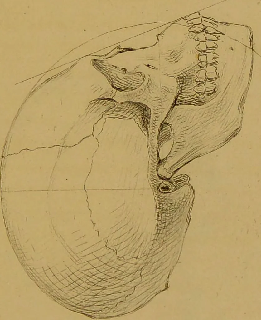 An illustration from Principes et résumé de physiognomie / par le docteur B*** D***., 1859, leaf 119