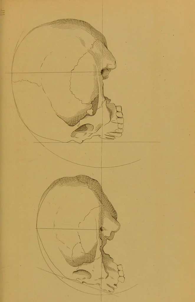 An illustration from Principes et résumé de physiognomie / par le docteur B*** D***., 1859, leaf 121