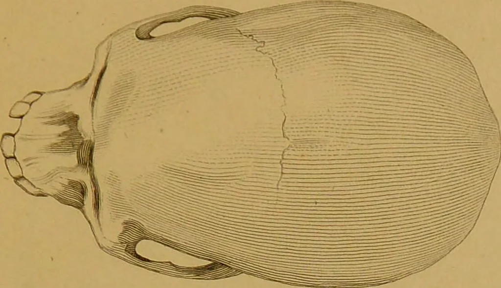 An illustration from Principes et résumé de physiognomie / par le docteur B*** D***., 1859, leaf 123