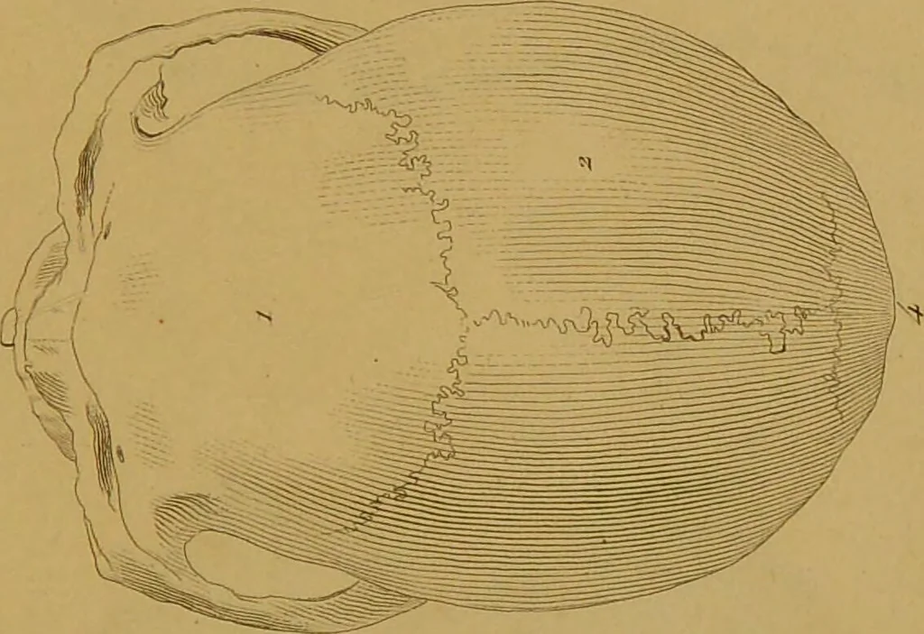 An illustration from Principes et résumé de physiognomie / par le docteur B*** D***., 1859, leaf 123