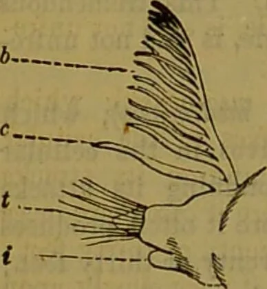 An illustration from A natural history of the animal kingdom : being a systematic and popular description of the habits, structure, and classification of animals, from the lowest to the highest forms. Arranged according to their organisation / by W. S. Dallas., 1860, leaf 102
