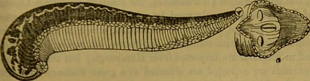 An illustration from A natural history of the animal kingdom : being a systematic and popular description of the habits, structure, and classification of animals, from the lowest to the highest forms. Arranged according to their organisation / by W. S. Dallas., 1860, leaf 103