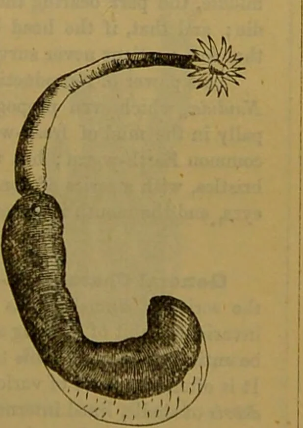 An illustration from A natural history of the animal kingdom : being a systematic and popular description of the habits, structure, and classification of animals, from the lowest to the highest forms. Arranged according to their organisation / by W. S. Dallas., 1860, leaf 105