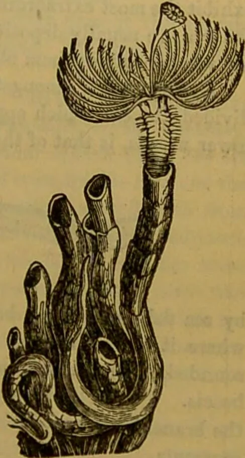 An illustration from A natural history of the animal kingdom : being a systematic and popular description of the habits, structure, and classification of animals, from the lowest to the highest forms. Arranged according to their organisation / by W. S. Dallas., 1860, leaf 107