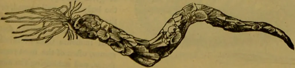 An illustration from A natural history of the animal kingdom : being a systematic and popular description of the habits, structure, and classification of animals, from the lowest to the highest forms. Arranged according to their organisation / by W. S. Dallas., 1860, leaf 107