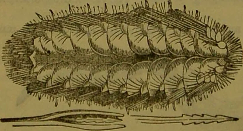 An illustration from A natural history of the animal kingdom : being a systematic and popular description of the habits, structure, and classification of animals, from the lowest to the highest forms. Arranged according to their organisation / by W. S. Dallas., 1860, leaf 108
