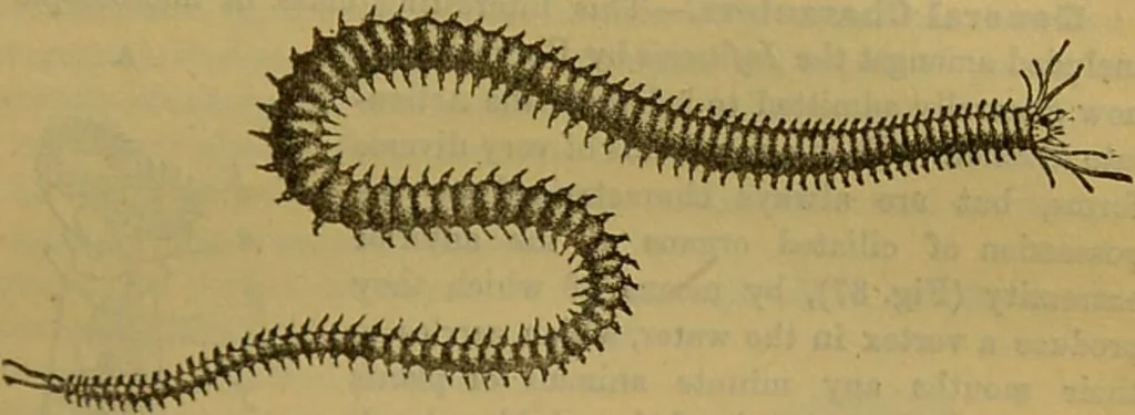 An illustration from A natural history of the animal kingdom : being a systematic and popular description of the habits, structure, and classification of animals, from the lowest to the highest forms. Arranged according to their organisation / by W. S. Dallas., 1860, leaf 109