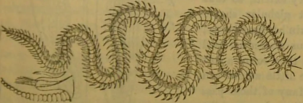 An illustration from A natural history of the animal kingdom : being a systematic and popular description of the habits, structure, and classification of animals, from the lowest to the highest forms. Arranged according to their organisation / by W. S. Dallas., 1860, leaf 109