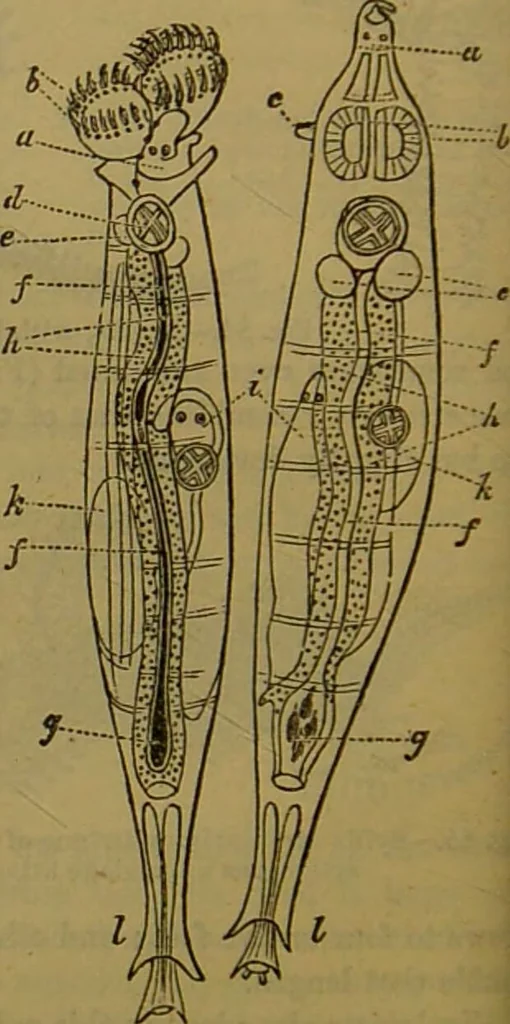 An illustration from A natural history of the animal kingdom : being a systematic and popular description of the habits, structure, and classification of animals, from the lowest to the highest forms. Arranged according to their organisation / by W. S. Dallas., 1860, leaf 110