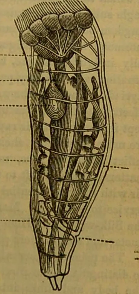 An illustration from A natural history of the animal kingdom : being a systematic and popular description of the habits, structure, and classification of animals, from the lowest to the highest forms. Arranged according to their organisation / by W. S. Dallas., 1860, leaf 111
