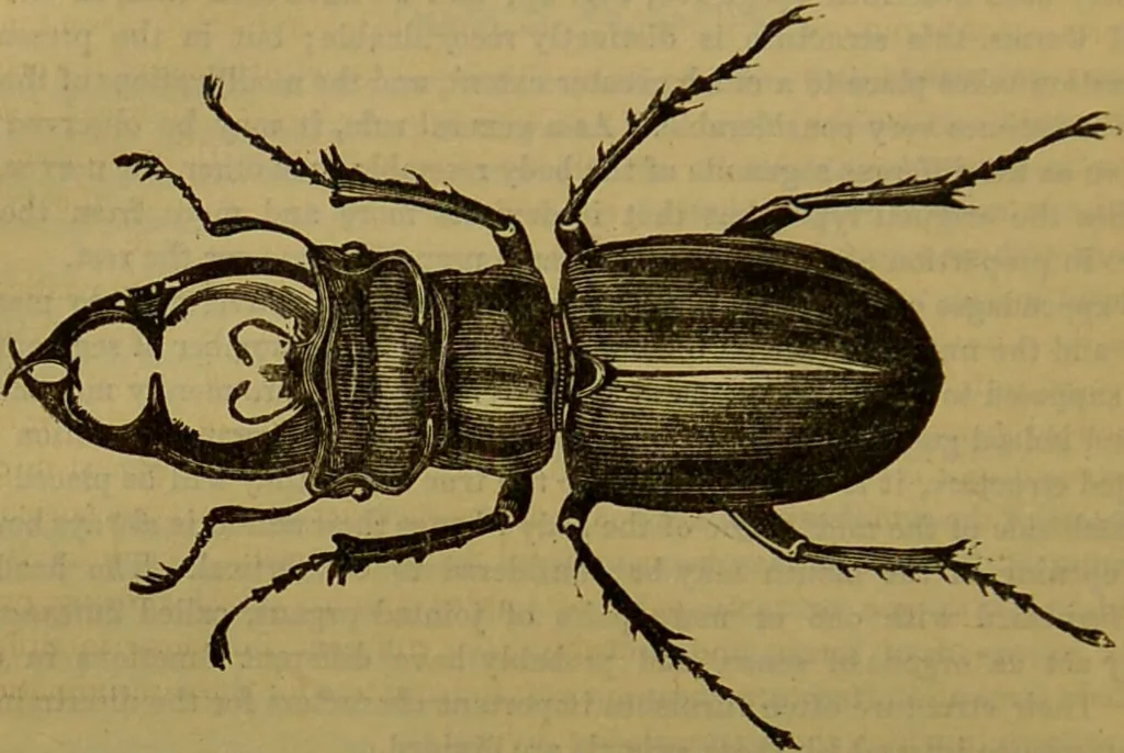 An illustration from A natural history of the animal kingdom : being a systematic and popular description of the habits, structure, and classification of animals, from the lowest to the highest forms. Arranged according to their organisation / by W. S. Dallas., 1860, leaf 114