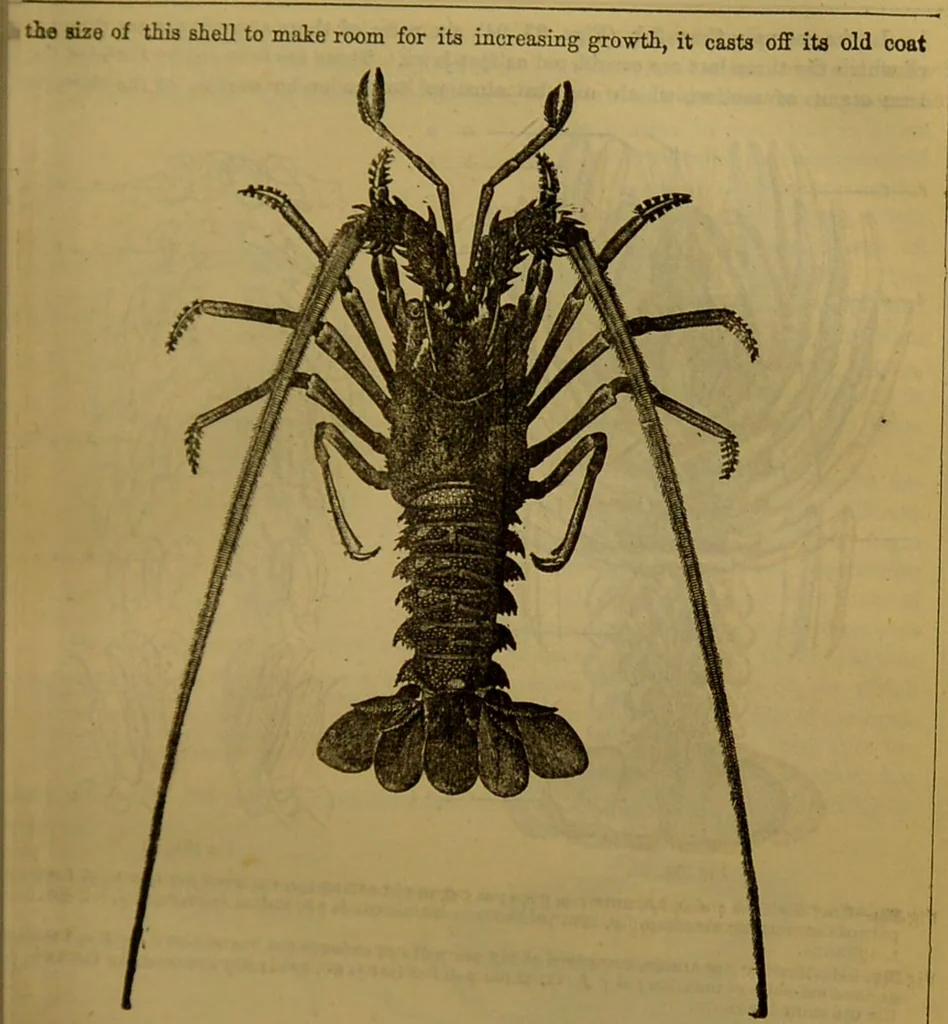 An illustration from A natural history of the animal kingdom : being a systematic and popular description of the habits, structure, and classification of animals, from the lowest to the highest forms. Arranged according to their organisation / by W. S. Dallas., 1860, leaf 115