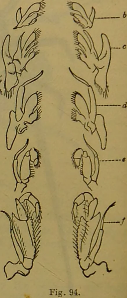 An illustration from A natural history of the animal kingdom : being a systematic and popular description of the habits, structure, and classification of animals, from the lowest to the highest forms. Arranged according to their organisation / by W. S. Dallas., 1860, leaf 116
