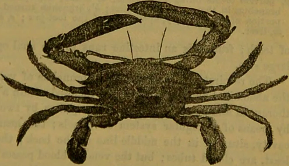 An illustration from A natural history of the animal kingdom : being a systematic and popular description of the habits, structure, and classification of animals, from the lowest to the highest forms. Arranged according to their organisation / by W. S. Dallas., 1860, leaf 117