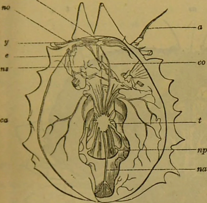 An illustration from A natural history of the animal kingdom : being a systematic and popular description of the habits, structure, and classification of animals, from the lowest to the highest forms. Arranged according to their organisation / by W. S. Dallas., 1860, leaf 117