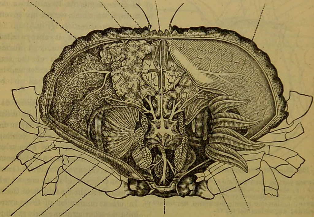 An illustration from A natural history of the animal kingdom : being a systematic and popular description of the habits, structure, and classification of animals, from the lowest to the highest forms. Arranged according to their organisation / by W. S. Dallas., 1860, leaf 118