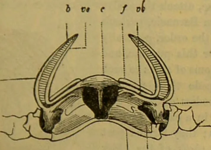 An illustration from A natural history of the animal kingdom : being a systematic and popular description of the habits, structure, and classification of animals, from the lowest to the highest forms. Arranged according to their organisation / by W. S. Dallas., 1860, leaf 119