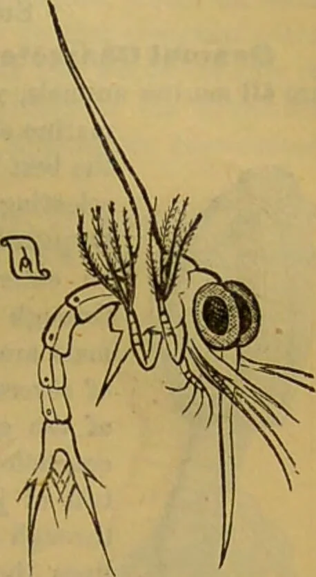 An illustration from A natural history of the animal kingdom : being a systematic and popular description of the habits, structure, and classification of animals, from the lowest to the highest forms. Arranged according to their organisation / by W. S. Dallas., 1860, leaf 119