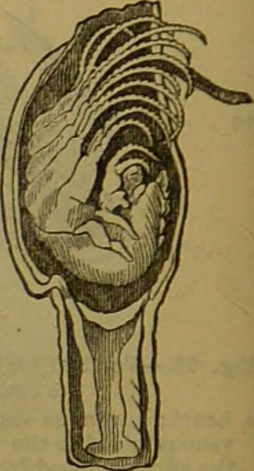 An illustration from A natural history of the animal kingdom : being a systematic and popular description of the habits, structure, and classification of animals, from the lowest to the highest forms. Arranged according to their organisation / by W. S. Dallas., 1860, leaf 120