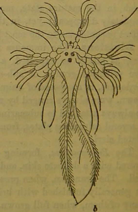An illustration from A natural history of the animal kingdom : being a systematic and popular description of the habits, structure, and classification of animals, from the lowest to the highest forms. Arranged according to their organisation / by W. S. Dallas., 1860, leaf 120
