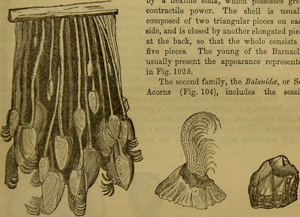 An illustration from A natural history of the animal kingdom : being a systematic and popular description of the habits, structure, and classification of animals, from the lowest to the highest forms. Arranged according to their organisation / by W. S. Dallas., 1860, leaf 121