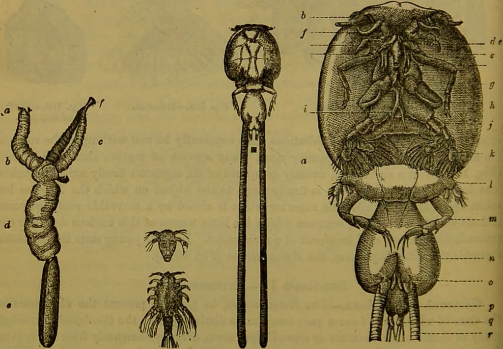 An illustration from A natural history of the animal kingdom : being a systematic and popular description of the habits, structure, and classification of animals, from the lowest to the highest forms. Arranged according to their organisation / by W. S. Dallas., 1860, leaf 122