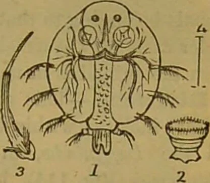 An illustration from A natural history of the animal kingdom : being a systematic and popular description of the habits, structure, and classification of animals, from the lowest to the highest forms. Arranged according to their organisation / by W. S. Dallas., 1860, leaf 123