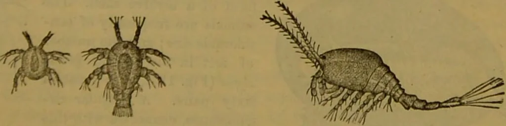 An illustration from A natural history of the animal kingdom : being a systematic and popular description of the habits, structure, and classification of animals, from the lowest to the highest forms. Arranged according to their organisation / by W. S. Dallas., 1860, leaf 123