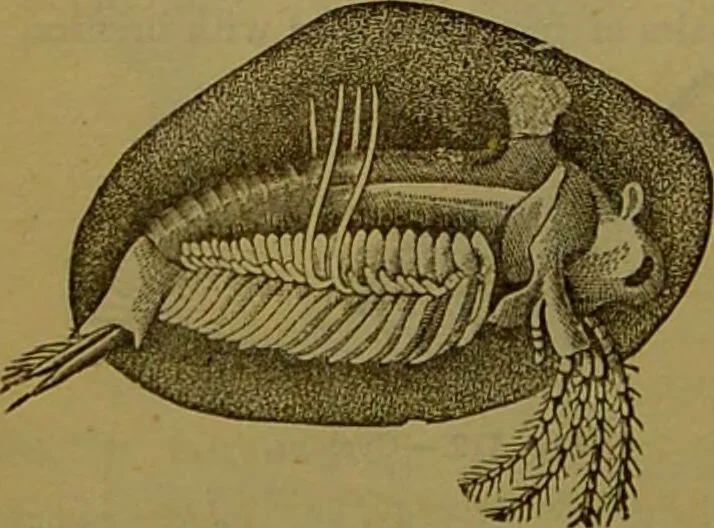 An illustration from A natural history of the animal kingdom : being a systematic and popular description of the habits, structure, and classification of animals, from the lowest to the highest forms. Arranged according to their organisation / by W. S. Dallas., 1860, leaf 124