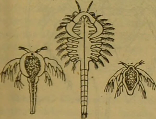 An illustration from A natural history of the animal kingdom : being a systematic and popular description of the habits, structure, and classification of animals, from the lowest to the highest forms. Arranged according to their organisation / by W. S. Dallas., 1860, leaf 125