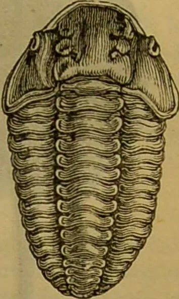 An illustration from A natural history of the animal kingdom : being a systematic and popular description of the habits, structure, and classification of animals, from the lowest to the highest forms. Arranged according to their organisation / by W. S. Dallas., 1860, leaf 125