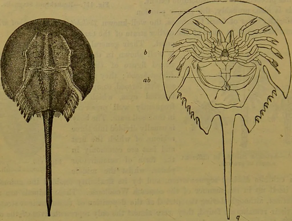 An illustration from A natural history of the animal kingdom : being a systematic and popular description of the habits, structure, and classification of animals, from the lowest to the highest forms. Arranged according to their organisation / by W. S. Dallas., 1860, leaf 126