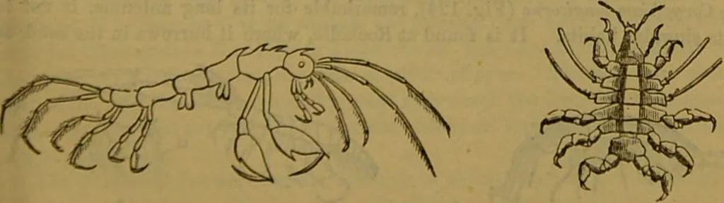 An illustration from A natural history of the animal kingdom : being a systematic and popular description of the habits, structure, and classification of animals, from the lowest to the highest forms. Arranged according to their organisation / by W. S. Dallas., 1860, leaf 127