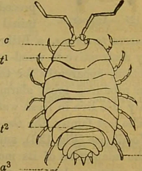 An illustration from A natural history of the animal kingdom : being a systematic and popular description of the habits, structure, and classification of animals, from the lowest to the highest forms. Arranged according to their organisation / by W. S. Dallas., 1860, leaf 129