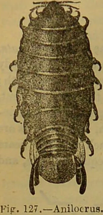 An illustration from A natural history of the animal kingdom : being a systematic and popular description of the habits, structure, and classification of animals, from the lowest to the highest forms. Arranged according to their organisation / by W. S. Dallas., 1860, leaf 130