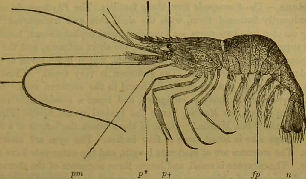 An illustration from A natural history of the animal kingdom : being a systematic and popular description of the habits, structure, and classification of animals, from the lowest to the highest forms. Arranged according to their organisation / by W. S. Dallas., 1860, leaf 131