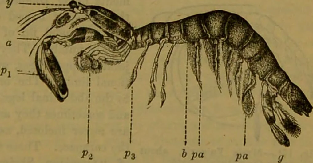 An illustration from A natural history of the animal kingdom : being a systematic and popular description of the habits, structure, and classification of animals, from the lowest to the highest forms. Arranged according to their organisation / by W. S. Dallas., 1860, leaf 131