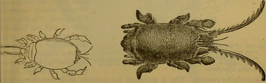 An illustration from A natural history of the animal kingdom : being a systematic and popular description of the habits, structure, and classification of animals, from the lowest to the highest forms. Arranged according to their organisation / by W. S. Dallas., 1860, leaf 135