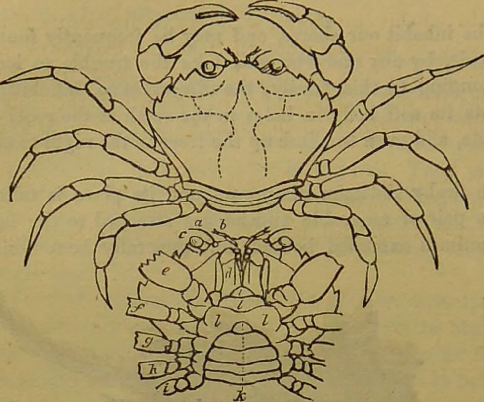 An illustration from A natural history of the animal kingdom : being a systematic and popular description of the habits, structure, and classification of animals, from the lowest to the highest forms. Arranged according to their organisation / by W. S. Dallas., 1860, leaf 136