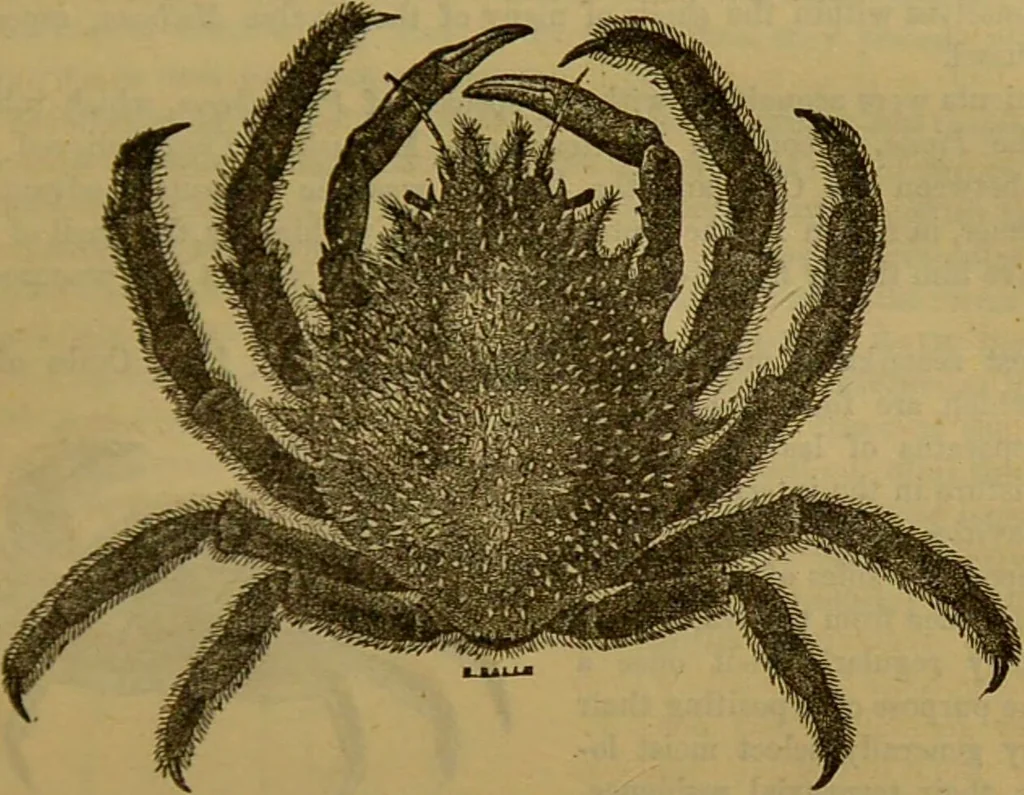 An illustration from A natural history of the animal kingdom : being a systematic and popular description of the habits, structure, and classification of animals, from the lowest to the highest forms. Arranged according to their organisation / by W. S. Dallas., 1860, leaf 137