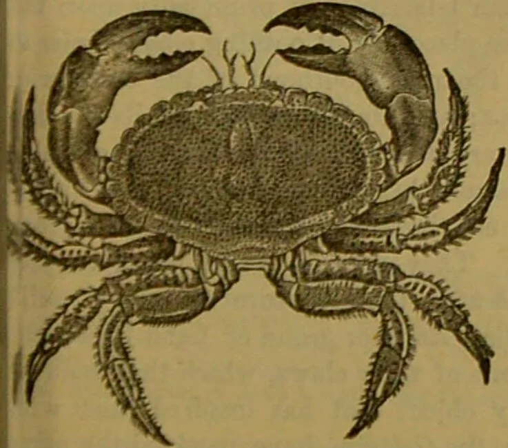 An illustration from A natural history of the animal kingdom : being a systematic and popular description of the habits, structure, and classification of animals, from the lowest to the highest forms. Arranged according to their organisation / by W. S. Dallas., 1860, leaf 137