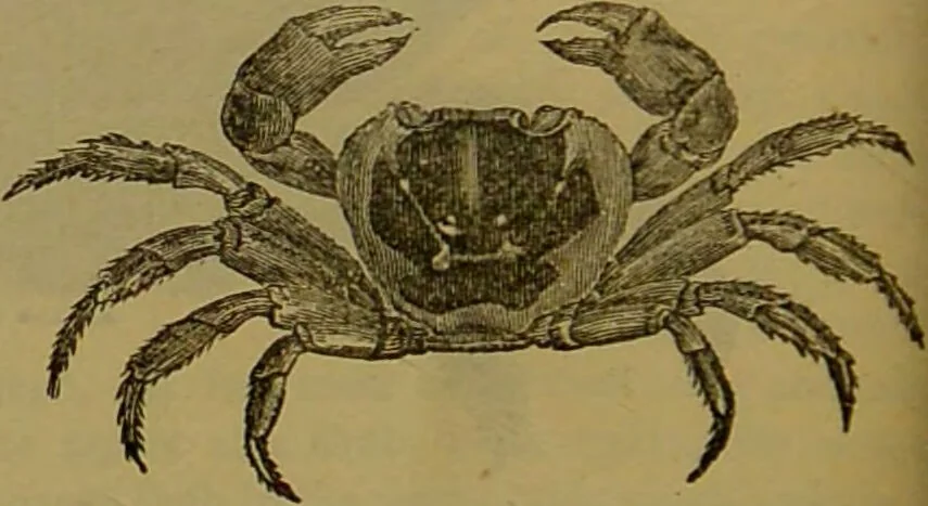 An illustration from A natural history of the animal kingdom : being a systematic and popular description of the habits, structure, and classification of animals, from the lowest to the highest forms. Arranged according to their organisation / by W. S. Dallas., 1860, leaf 138